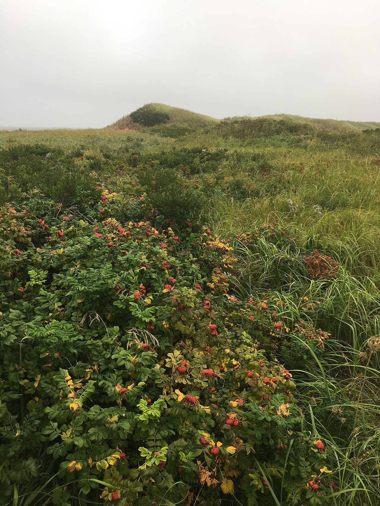 Cavendish Beach